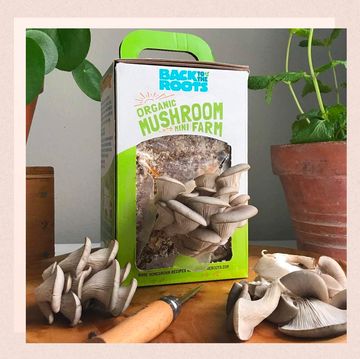 back to the roots organic mini mushroom grow kit, crunchcup a portable cereal cup